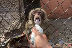 大宝脾气就是大，你要不喂我喝我就扔了它 #猴子#动物园猴子#这操作都看傻了视频封面