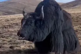 高原霸主野牦牛，实力简直是太凶猛 #野牦牛 #内容启发搜索 #强烈推荐 #野生动物零距离 #科普