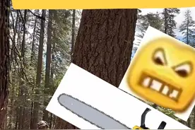 快来！物理老师教你科学砍树！ #科普#伐木 #杠杆 #物理