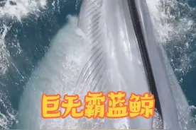 海洋巨无霸蓝鲸 #神奇动物在抖音 #海洋生物 #鲸鱼视频封面