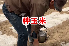 种一亩地的玉米 种一亩地的玉米#乡野春日地图 #尝一口春天的味道#田野里的清明 #新农人计划2025 #春耕