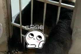 金虎吵架，每个嗯嗯嗯代表的意思都不一样！ 金虎跟奶爸吵架真可爱呀～#大熊猫金虎 #大熊猫有多萌 #不止我一个想rua大熊猫 #萌到爆炸了💥 #为啥我们都喜欢大熊猫 素材Cr.我是陈三岁呀陈三岁