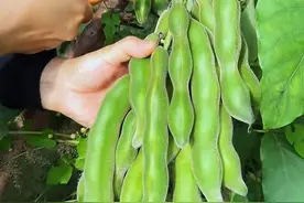 这个豆子叫狗爪豆，也称狗毛豆，它可是很多人的童年味道