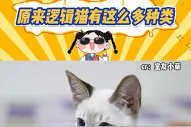 原来暹罗猫有这么多品种#万万没想到 #猫咪 #暹罗猫 #萌宠视频封面