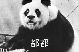 通过谱系号认识大熊猫 大熊猫都都，雌性大熊猫，谱系号56