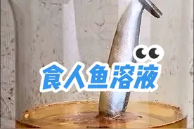 食人鱼溶液有多恐怖？一条小鱼进去瞬间消失！ #科普 #化学实验 #科普一下 #化学 #知识科普视频封面