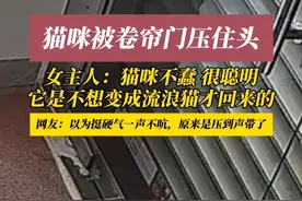 7月8日（采访时间），福建。想回家的猫咪被门“拒之门外”，脑袋卡得死死的：谁来救救本喵啊！#猫咪的迷惑行为 #万万没想到 感谢分享@亿森珠宝