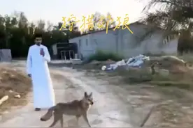 嚣张的郊狼被村民教训#动物的迷惑行为 #野生动物零距离 #郊狼 #内容启发搜索 #看动物世界品百味人生视频封面