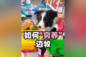 我一直以为“穷养”就只喂大馒头，一个两个三个四个全是大馒头🙄#狗狗 #边牧 #养狗经验分享视频封面