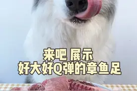 来吧展示～又大又Q弹的章鱼足～ #当你有只嘴馋小狗 #生骨肉 #萌宠出道计划 #狗狗的心思都写在脸上了 @抖音创作小助手