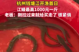 杭州钱塘江开渔，江鳗千元一斤，老板：都卖差不多了 #鳗鱼#钱塘江#开渔视频封面