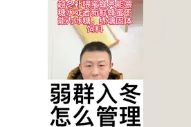 弱群蜜蜂怎么越冬，冬季还可以繁蜂吗#养蜂技术分享 #养蜂人解说 #蜜蜂越冬管理#三农养殖