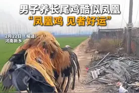 男子养长尾鸡酷似凤凰，“凤凰鸡，见者好运” @小鸟不会飞视频封面