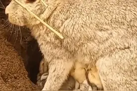 兔妈妈活埋小兔子 #内容启发搜索 #动物世界精彩瞬间 #野生动物零距离 #动物的迷惑行为