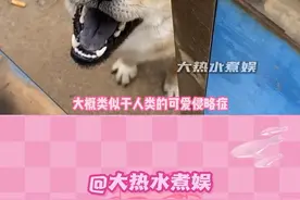 狗狗的咬手礼#狗狗 #萌宠 #扩散视频封面