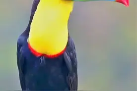 分享科普21种常见与不常见的鸟，看看有没有你不认识的 #鸟 #鸟类