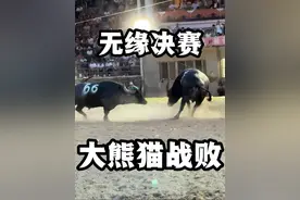 大熊猫牛王兵败彝族第一村，无缘冠军62万大奖#大熊猫牛王 #大熊猫牛王战败 #彝族第一村