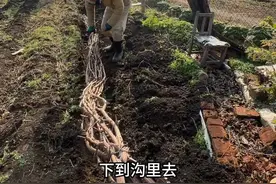 东北天气越来越冷了，我把葡萄树给埋上了，打算给媳妇喜欢的葡萄架升级一下#我的乡村生活 #记录真实生活视频封面