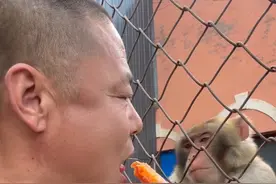 你可不能吃，太凉了 #猴子#动物园猴子 #这操作都看傻了