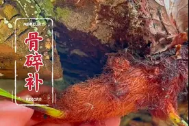 骨碎补又叫猴姜，是一种很古老的槲蕨类草本，很多人还不认识，更不了解！#骨碎补 #猴姜 #植物科普