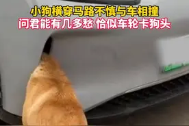 目击者：后续是狗狗获救了，但车主的挡板撬坏了。 #横穿马路视频封面