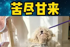 抱出来的那一刻，命运的齿轮已经转动… #被遗弃的狗 #比熊 #救助流浪狗 #命运的齿轮开始转动视频封面