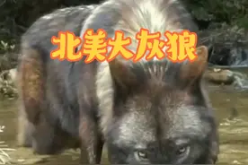 北美顶级的掠食者北美大灰狼#野生动物零距离 #动物的迷惑行为视频封面