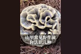 山里常见的野生菌合集 你认识几种？黑牛肝菌在云南其实指的是一个类群，并非单独一个物种；云南干巴菌到底有什么奥秘，能卖那么贵？西南地区的虎皮乳牛肝菌，不是对所有人都友好！华丽新牛肝菌一定要炒熟才能食用。宝藏账号带你认识更多野生菌！#蘑菇#野生菌 #自然奇境科普季 #自然给你点颜色看看 #春日盛放