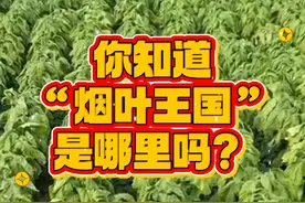 你知道烟叶王国是哪里吗？ #烟叶 #许昌 #烟叶种植视频封面