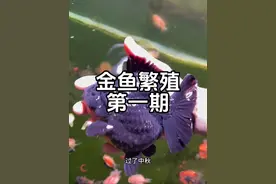 金鱼繁殖第一期：繁殖金鱼需要具备哪些条件 #金鱼繁殖 #兰寿 #泰狮视频封面