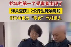 蛇年的第一个受害者出现了！海关查获1.2公斤生腌响尾蛇，邮件申报为“零食” 气味熏人… #响尾蛇 #社会百态
