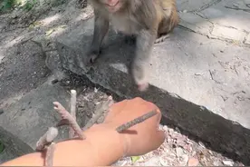 猴哥帮忙拔刺奖励来吞#猴子 #动物的迷惑行为 #万万想不到