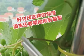 楼下邻居种的葡萄，长到我家阳台，我已经帮她修剪了三年了……#阳台种植 #葡萄 #春暖花开奔你而来 #种草 #一份耕耘一份收获视频封面
