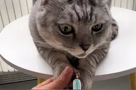 这样给猫咪剪指甲，它不得不老实 #猫咪剪指甲 #科学养宠攻略 #新手养猫 #谁能拒绝傻憨憨的小猫咪 #养猫经验分享