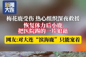 3月1日，大连一头野生梅花鹿横穿马路受伤，救援人员火速赶往现场。在大家的悉心救治后，小鹿很快恢复活泼好动的本性，尽显"滨海鹿"本色。救援视频素材提供：@大连旅顺小动保LAPA  #大连野生梅花鹿  #大连 #滨海鹿视频封面