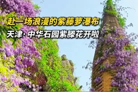 在天津我拍到了小学课本上的紫藤萝瀑布，就在中华石园，紫藤瀑布从城堡的尖顶倾泻而下，欧式长廊缠绕着紫色云霞，随手一拍就是大片的质感，快来赴一场浪漫之约吧#你好天津 #旅行推荐官 #紫滕花 #天津值得打卡的地方 #天津春日游玩攻略