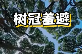 树冠羞避#树冠羞避#科普#神奇的大自然#植物科普#海外知新