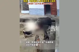 完整视频：陕西一野猪闯进村民家顶撞撕咬老人视频封面