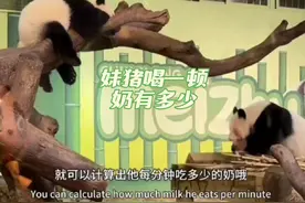 大良奶爸说妹猪一周岁生日party正在筹备中。#大熊猫妹猪视频封面