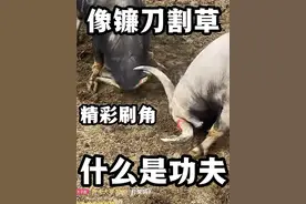 功夫牛展示精彩刷角，观众为其呐喊助威掌声连连#这牛太厉害了 #牛气冲天 #斗牛比赛 #乡村斗牛视频封面