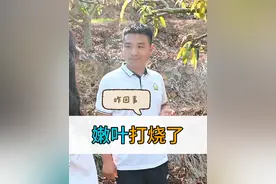 叶芽生长阶段，喷施九二零和尿素要看准时机，打晚了容易烧叶尖！#芒果种植技术 #芒果芽期管理 #尿素视频封面