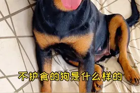 护食狗和不护食狗的区别 #罗威纳一坨 #狗狗的心思都写在脸上了