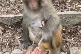 猴哥对来吞上瘾了，追着吞#猴子🐒 #动物的迷惑行为 #神奇动物在抖音