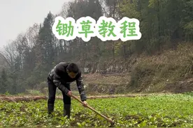 锄草教程#除草 #技术分享 #实用小技巧 #三农 #农村生活