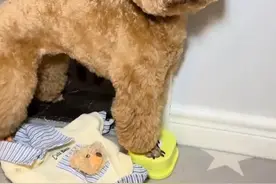 这小狗可真是“溜须拍马哄人”样样精通了！ #萌宠日常记录 #狗狗 #养狗的乐趣 #萌宠成精了 #万物可爱计划