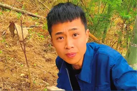 挖冬笋要找这种2根竹枝的竹子，这种是母竹笋多 #挖冬笋 #冬笋 #竹笋 #挖笋技巧 #新鲜竹笋