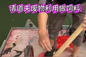 外来物种清道夫做饲料，欢迎大家提供更多处理方法#清道夫鱼