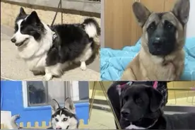 柯基的基因究竟有多强大？它和不同品种的狗生的孩子都长什么样？ #柯基 #柯基的基因有多强大 #狗狗 #柯基串串 #萌宠