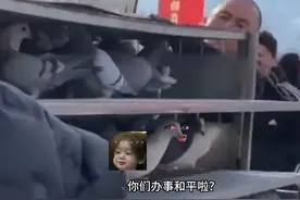 鸽子：谁爱飞谁飞吧#搞笑#搞笑配音#涛哥玩配音 #鸽子 #看一遍笑一遍