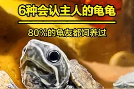 乌龟会认主人吗？这6种龟告诉你答案！ #新手养龟 #创作者中心 #创作灵感 #爱养龟爱生活 #养龟日常